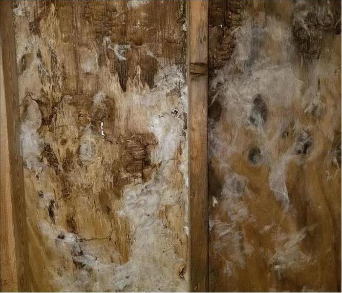 Mold Growth